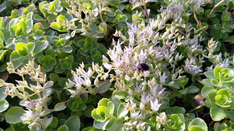 Sedum spurium Kaukasianmaksaruoho